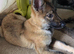German shepherd puppy