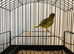 2024 green fife cock