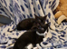 2 lovely male kittens left