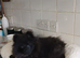 Pomeranian blue female puppy