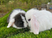 Mini lop pure bred