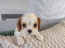 Cavalier king Charles