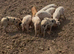 GOS/Landrace X OSB weaners