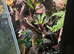 Professionally built FrogFather established bioactive vivarium for sale.
