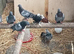 Mixed pidgeons