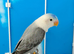 DNA sexed Male Female Lovebirds