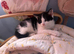 Stunning litter off kittens REDUCED