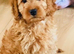 Ready to leave F1B toy cockapoo female