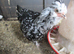 Black/White Mottled Pullets( Female) Bantam Pekin/Araucana (Blue eggs)