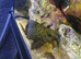 4 sydontis ,featherfin catfish ,4 to 6 inches