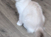 RTG!Champ,TICA, pedigree ragdoll kitten