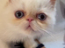 Super GCCF Registered Kittens - &pound;950