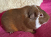 Smooth Tri colour guinea pig boar