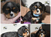Health Tested- Cavalier King Charles Spaniel