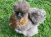 Bearded silkie hatching eggs