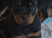 Rottweiler puppy