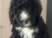 F1 STANDARD BERNADOODLE GIRLS FULL HEALTH TESTED ,VACCINATED
