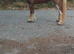 Chestnut filly