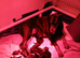 HIGH QUALITY DOBERMAN PUPPIES – CHAMPION BLOODLINES – FULLY HEALTH TESTED PARENTS