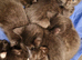Kittens 8 weeks old ready to go