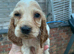 Spaniels