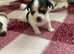 3/4jackrussel1/4chiuhaha