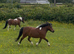 Super coloured mare