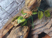 Bearded dragon and viv for sale
