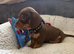 LAST GIRL AVAILABLE Miniature Dachshund