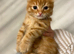 Beautiful British long / hair kittens