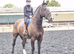 Classy Weight carrier allrounder/hunter
