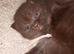 Chocolate BSH