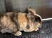 Lion head rabbit