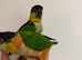Silly tame Baby Caique parrots