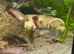 Female Siamese fighter fish