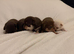 Apple head Chihuahua puppies
