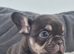 Health test clear french bulldog puppy