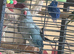 Blue Indian ringneck parrot mimics