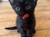 6x Adorable Kittens available &zwj;