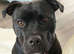 Staffy cross American bull dog girl