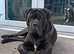 65kg 17 months old Cane Corso