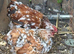 Young trio of milliefluer pekins 1 cockerel 2 pullets stunning trio