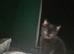 Female kitten