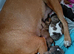 English bulldog cross Staffordshire bull terrier