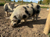Beautiful Kune Kune Boar, 3 years old, Proven with multiple litters. Low Price For Good Home