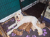 Mini goldendoodles for sale