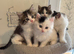 Beautiful ragdoll kittens