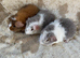 Baby Male Teddy Guinea Pigs