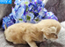 Kittens ready 17/10/26