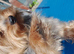 Small Yorkshire terrier